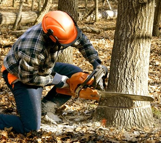 Tree Removal in Couch, MO